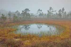 Laen: Knuthoejdsmossen Knuthoejdsmossen moorland in morning l
