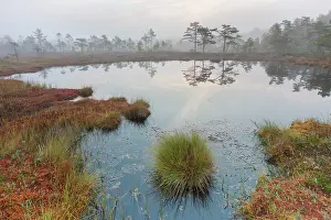 Laen: Knuthoejdsmossen Knuthoejdsmossen moorland in morning l