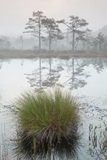 Waterlogged: Knuthoejdsmossen Knuthoejdsmossen moorland in morning l