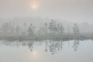 Creepy: Knuthoejdsmossen Knuthoejdsmossen moorland in morning l