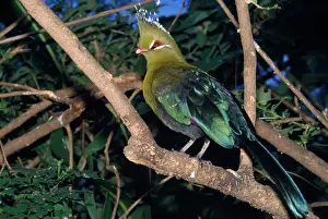 Turacos: Knysna Turaco