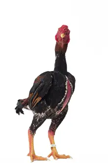 Shamo: Ko Shamo Chicken Cockerel / Rooster