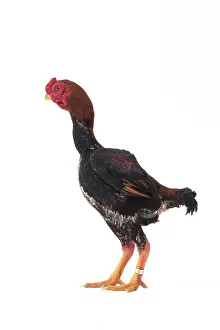 Shamo: Ko Shamo Chicken Cockerel / Rooster