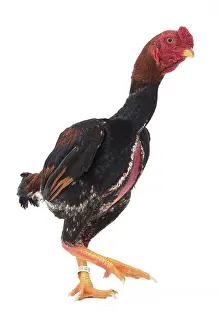 Hopping: Ko Shamo Chicken Cockerel / Rooster