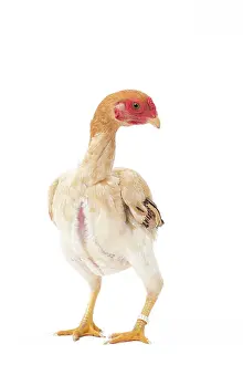Shamo: Ko Shamo Chicken Hen