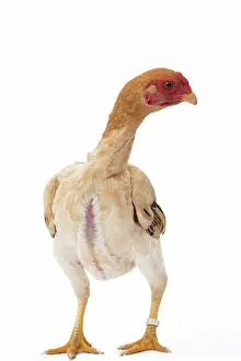 Shamo: Ko Shamo Chicken Hen