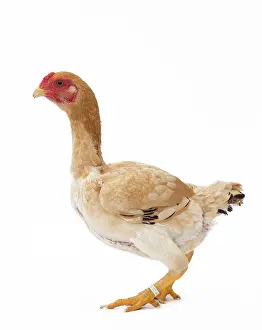 Shamo: Ko Shamo Chicken Hen