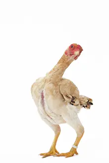 Shamo: Ko Shamo Chicken Hen