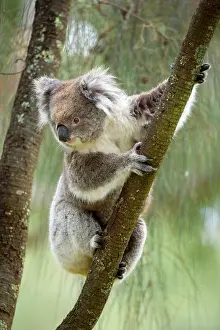 Clings: Koala - adult koala clings to the branch of an