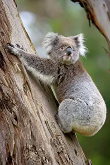 Clings: Koala - adult koala clings to the trunk of an eucalypt tree