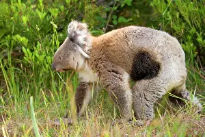 Illness: Koala - adult koala with the deadly illness Chlamydia