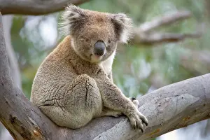 Comfortable: Koala - adult male rests in a comfortable looking