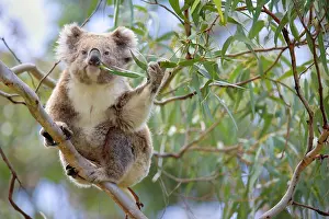 Grabbing: Koala - adult sitting high up in the trees feeding