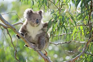 Steffen & Alexandra Sailer: Koala - adult sitting high up in the trees feeding