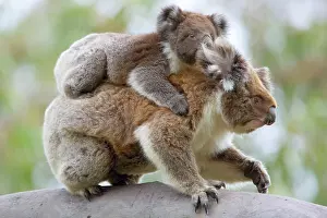 Pouched: Koala / Ash-coloured Pouched-Bear - mother with