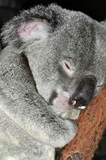 Phascolarctos: Koala - asleep
