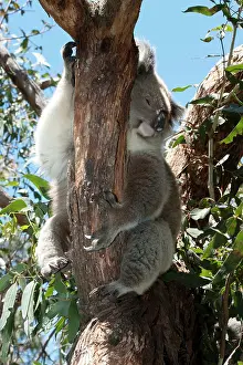 Koalas: Koala - asleep