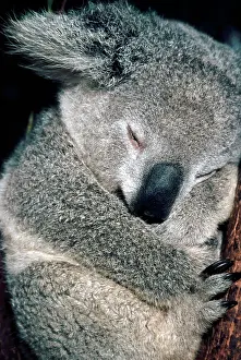 Asleep: KOALA - Asleep in tree