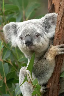 Eucalyptus: Koala, Australia ( Phascolarctos cinereus
