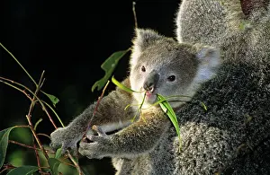 Eucalypt: Koala - baby feeding on eucalyptus leaves