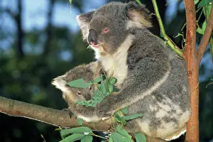 Koalas: KOALA and baby in tree feeding on Eucalyptus