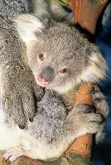 Koalas: KOALA - baby in tree with mother