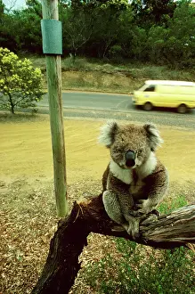 Vehciles: Koala - Blind koala sitting on branch