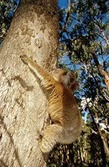 Koalas: Koala - controlled situation, climbing eucalyptus