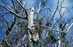 Destructive: KOALA - defoliation by koalas
