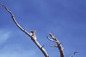 Koala: KOALA IN DESTROYED HABITAT - defoliation by koala