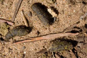Cylindrical: Koala droppings - hard, ridged and cylindrical