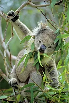 Eucalpytus: Koala - eating eucalpytus leaves