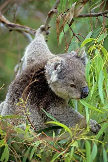 Eucalpytus: Koala - Eating eucalpytus leaves