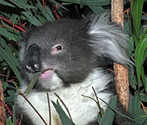 Phascolarctos: Koala - eating Eucalyptus leaves
