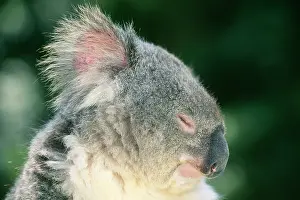 Koalas: Koala - with eyes closed