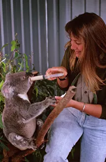 Rehabilitation: Koala - being fed with milk-free infant formula
