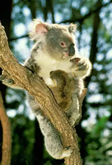 Koalas: Koala - female and young