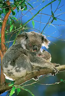 Koalas: Koala - Female and young in tree