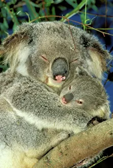 Koalas: Koala - Female and young in tree