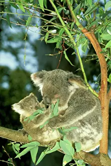 Koalas: Koala - Female and young in tree