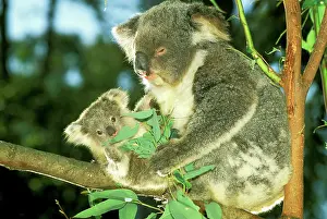 Koalas: Koala - Female and young in tree