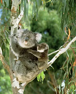 Koalas: Koala - female and young in tree