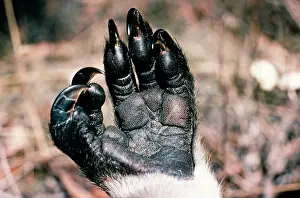 Nails: Koala - front foot - showing first two digits opposable
