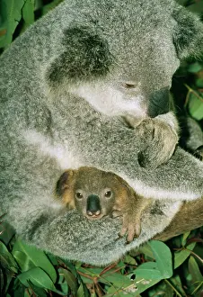 Infant: KOALA - WITH INFANT