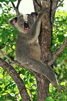 Auscape International: Koala - a large marsupial that feeds almost exclusively