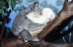 Albino: KOALA - Mother and albino baby hugging