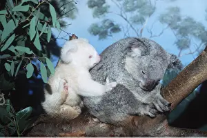 Piggyback: KOALA - mother and albino baby in tree