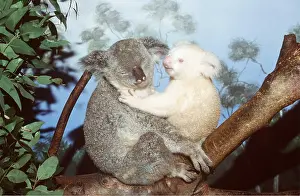 Albino: KOALA - mother with albino baby in tree