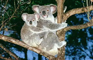 Koalas: KOALA - Mother + baby