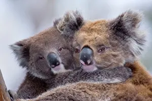 Steffen & Alexandra Sailer: Koala - mother and baby